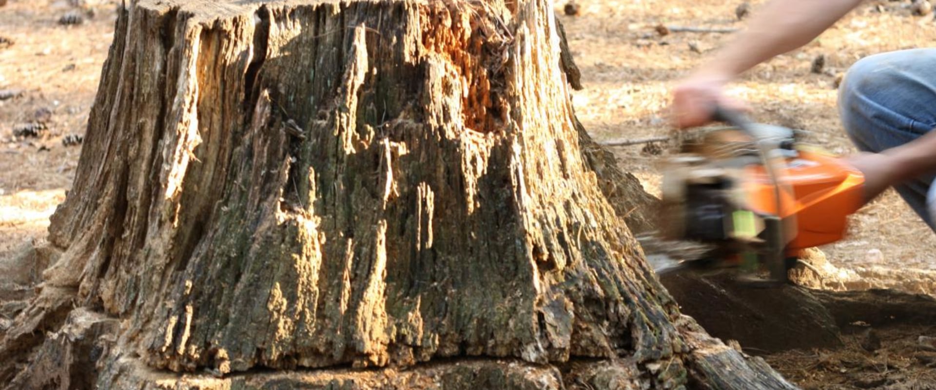 6 Steps to Follow After Grinding Out a Stump