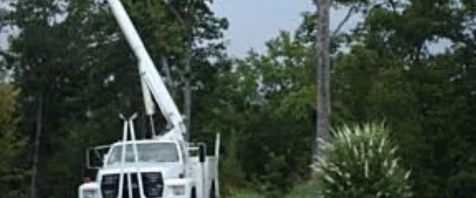 Stump Grinding And Pest Control Service: A Perfect Pair For A Healthy Fayetteville Yard