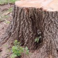 The Benefits of Stump Grinding for Mulch
