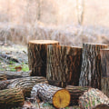 The Benefits Of Stump Removal And Stump Grinding In Lubbock, TX
