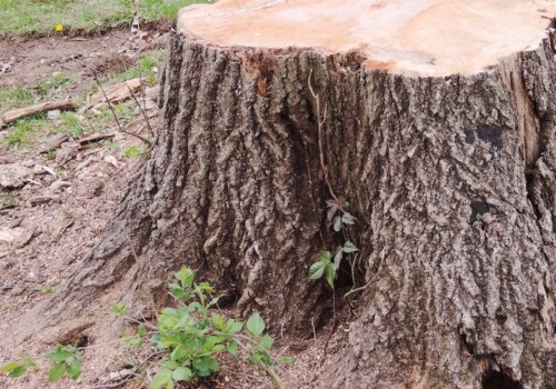 The Benefits of Stump Grinding for Mulch