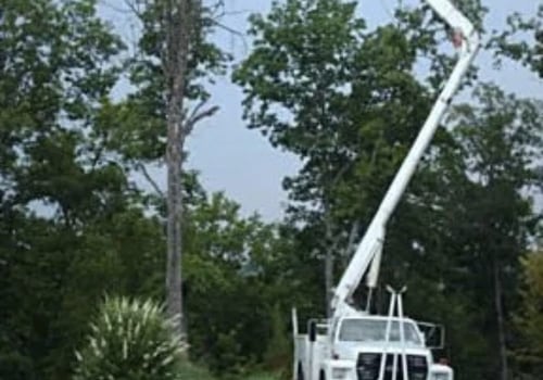 Stump Grinding And Pest Control Service: A Perfect Pair For A Healthy Fayetteville Yard